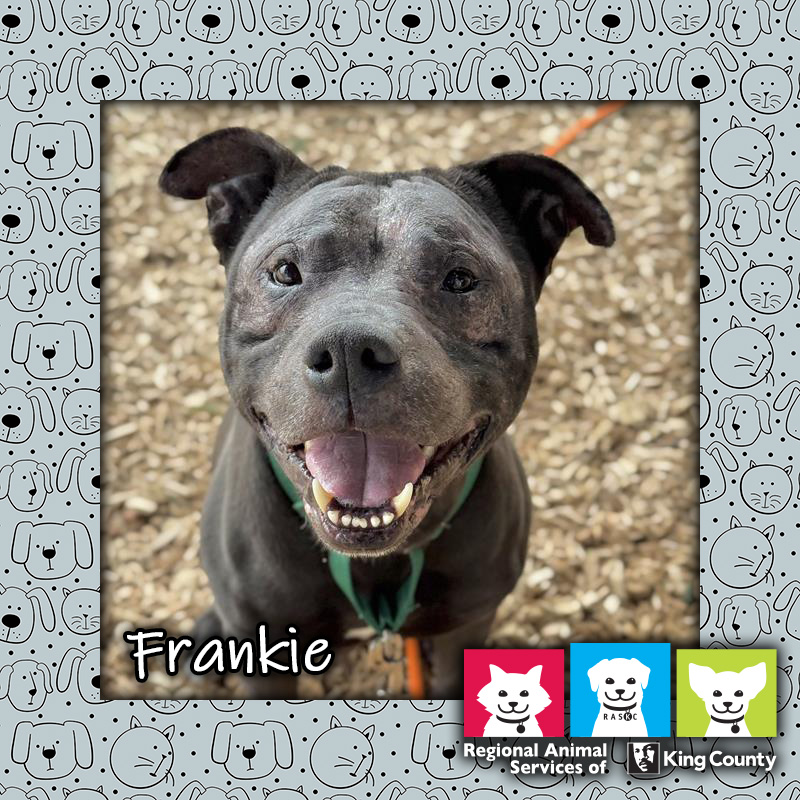 Frankie, a gray male pit bull mix dog, looking up at the camera with an open-mouthed smile