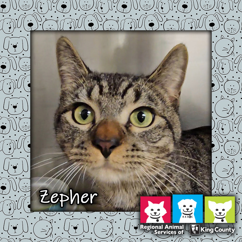 Zepher, a brown male tabby cat in a kennel