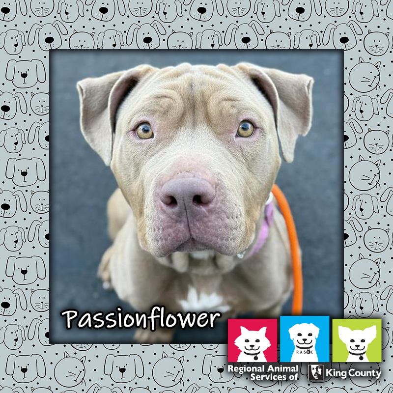 Passionflower, a fawn and white female pit bull dog, wearing a pink collar and orange leash