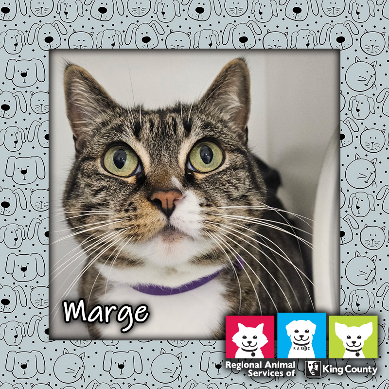 Marge, a brown and white female tabby cat