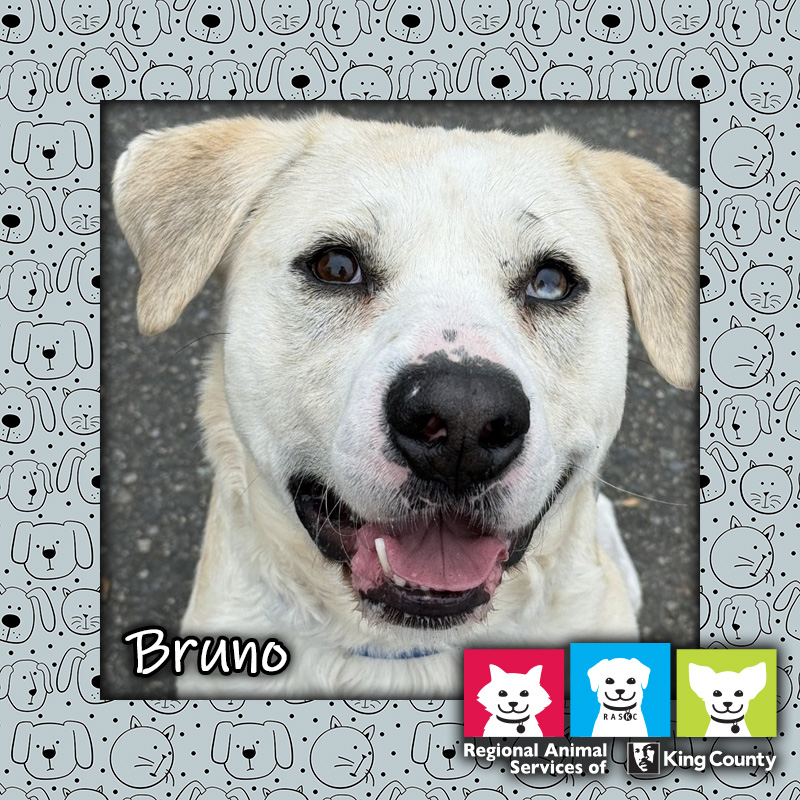 Bruno, a Siberian Husky/Labrador Retriever