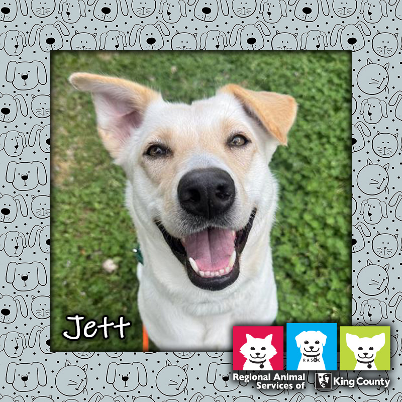 Jetta, a white and tan female German Shepherd dog looking at the camera with an open-mouthed "smile"
