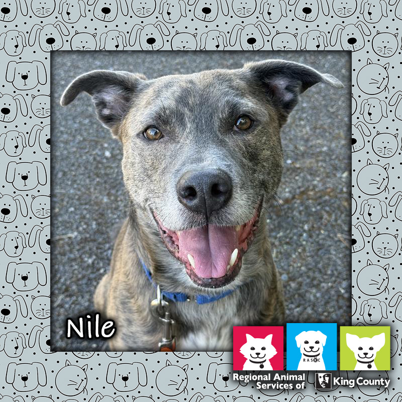 Nile, a brown brindle male pit bull mix dog, looking at the camera with an open-mouthed "smile"