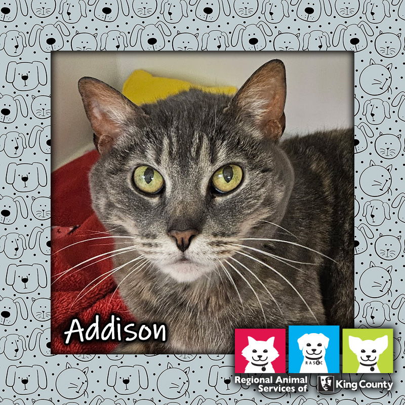 Addison, a brown female dilute tortie cat with yellow eyes