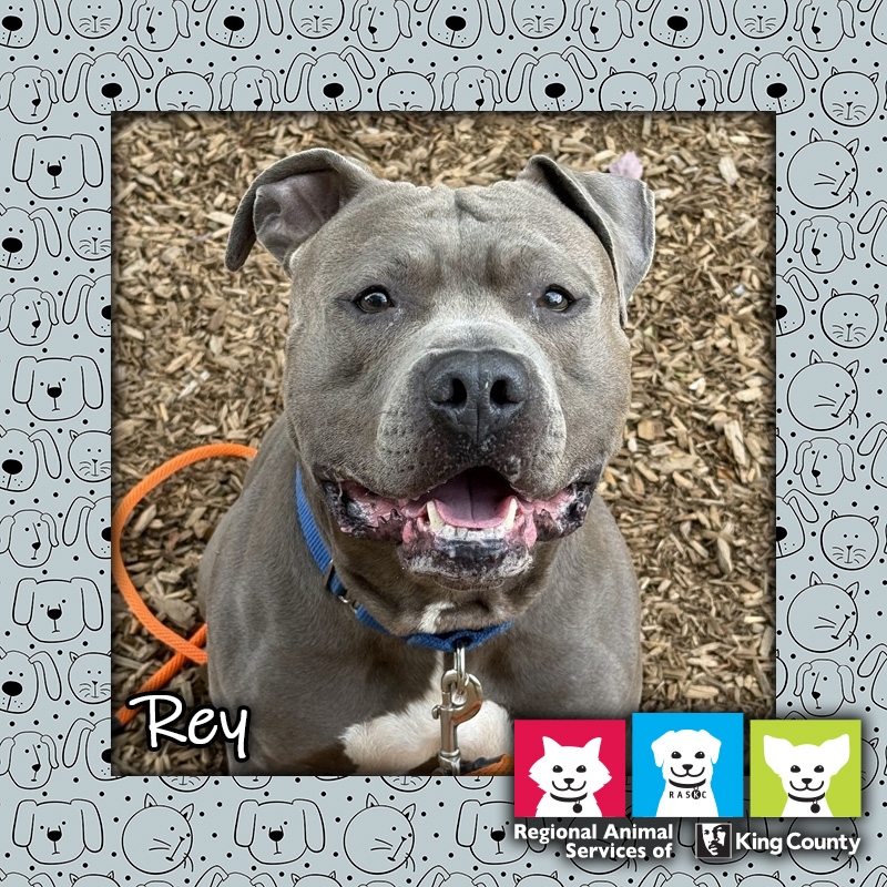Rey, a gray male pit bull dog, looking at the camera with an open-mouthed "smile"