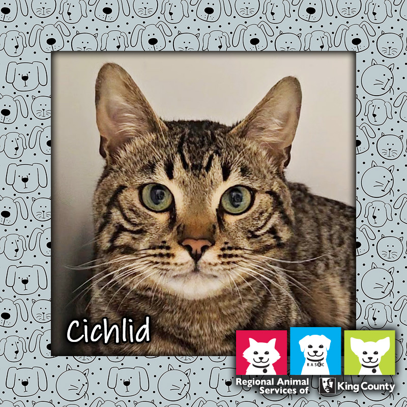 Cichlid, a brown male tabby cat