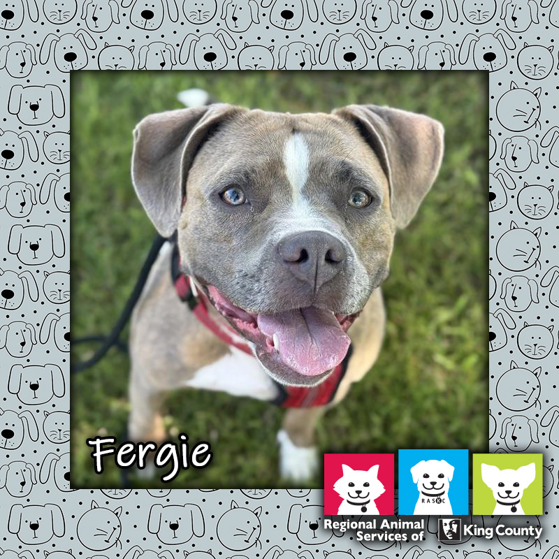 Fergie, a sable and white female Staffordshire bull terrier dog, looking up at the camera with an open-mouthed "smile"