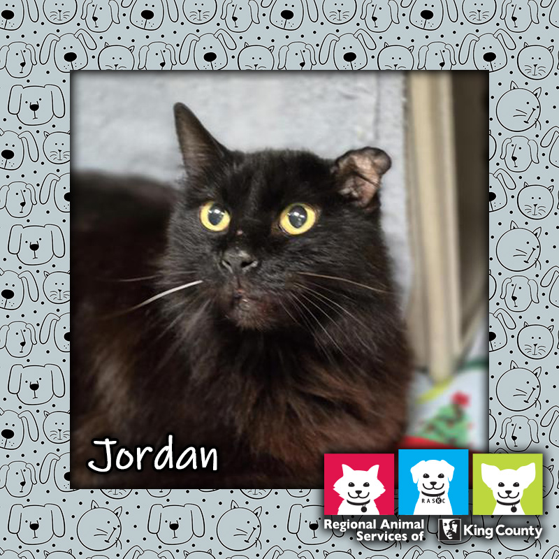 Jordan, a black female domestic mediumhair cat with yellow eyes