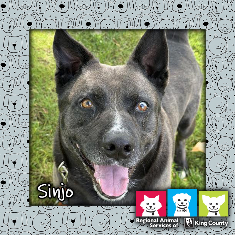 Sinjo, a black and white male Siberian Husky/pit bull mix dog, looking at the camera with an open-mouthed "smile"