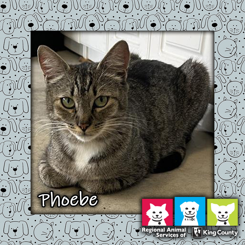 Phoebe, a brown and white female tabby cat, lying on the floor with paws tucked under