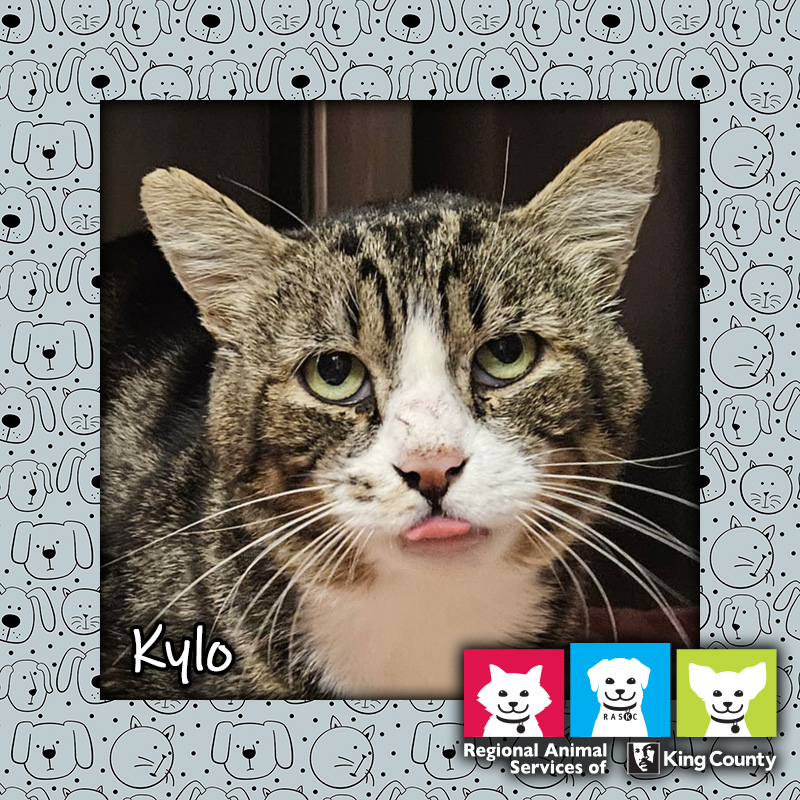 Kylo, a brown male tabby cat, looking at the camera with his tongue poking out