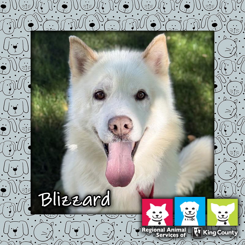 Blizzard, a white male Alaskan Husky mix dog