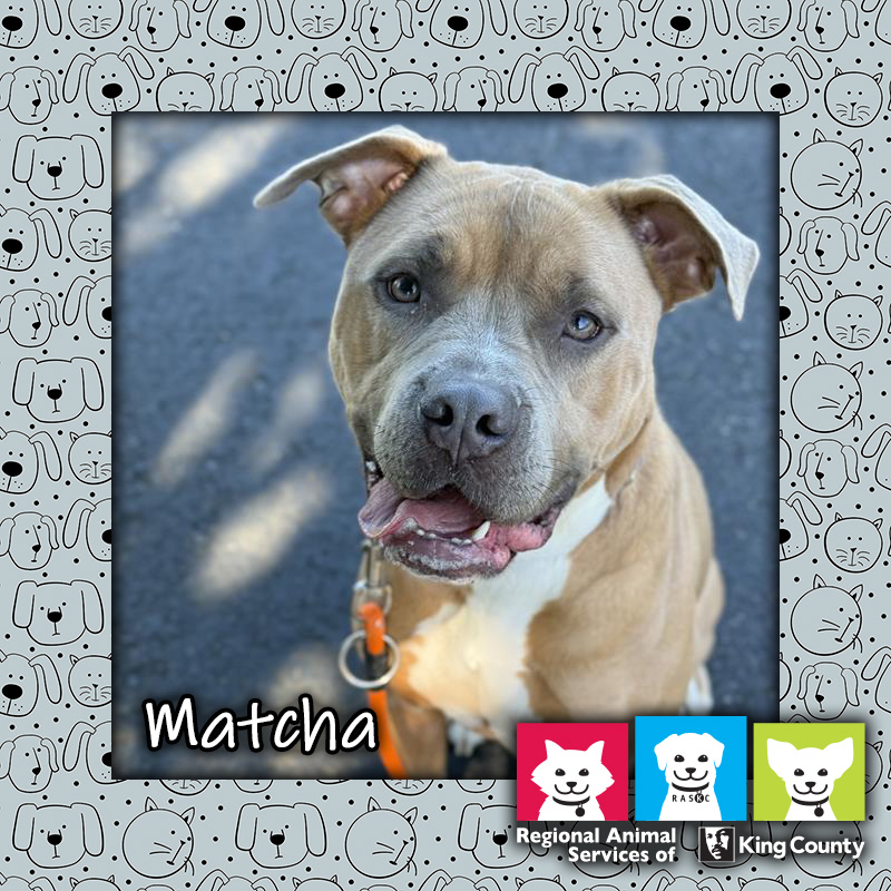 Matcha, a fawn and white female pit bull dog