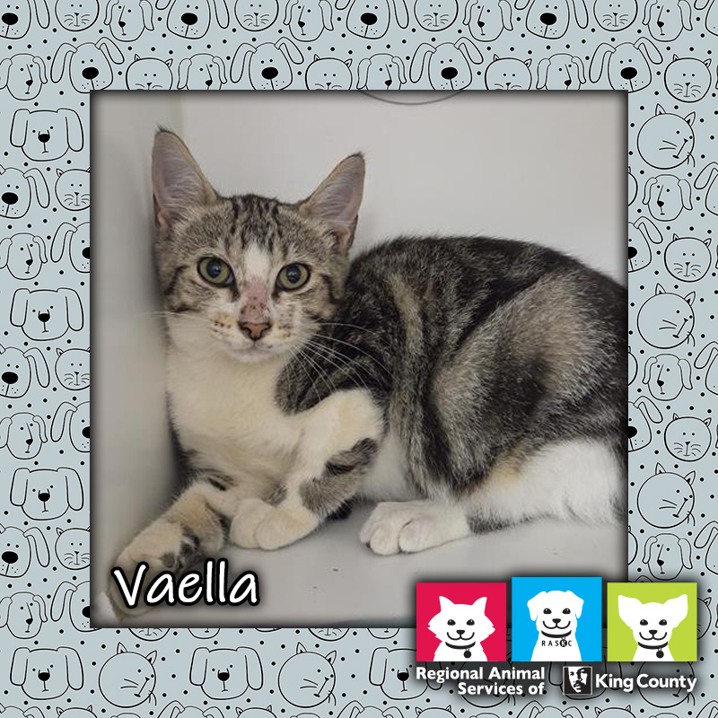 Vaella, a brown tabby and white female cat