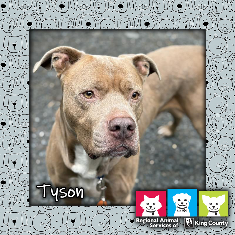 Tyson, a tan and white male pit bull dog