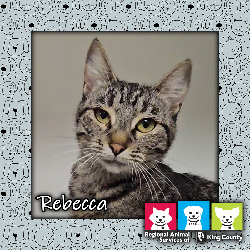 Rebecca, a female brown tabby cat
