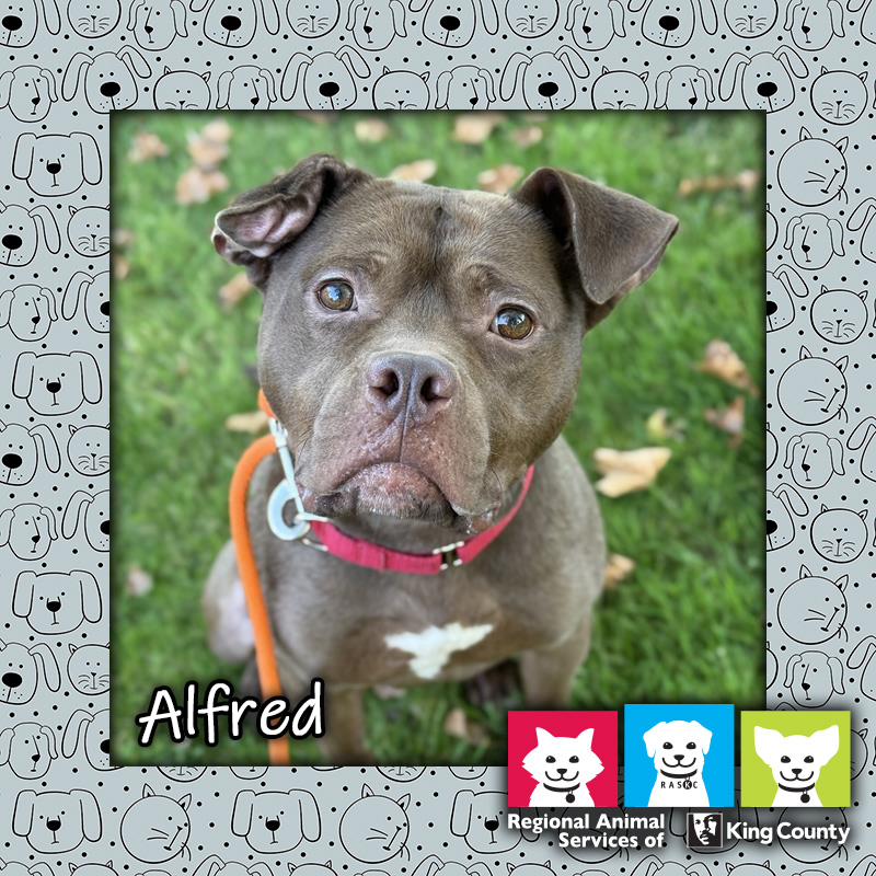 Alfred, a red and white male Staffordshire Bull Terrier dog standing in grass and wearing a red leash