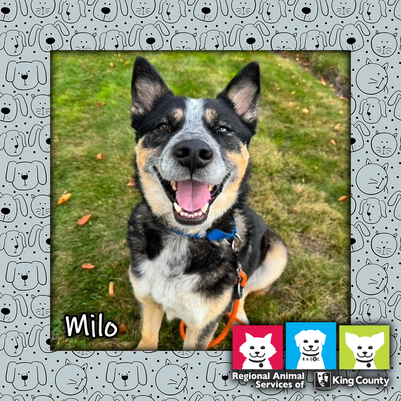 Male Australian Cattle Dog Milo