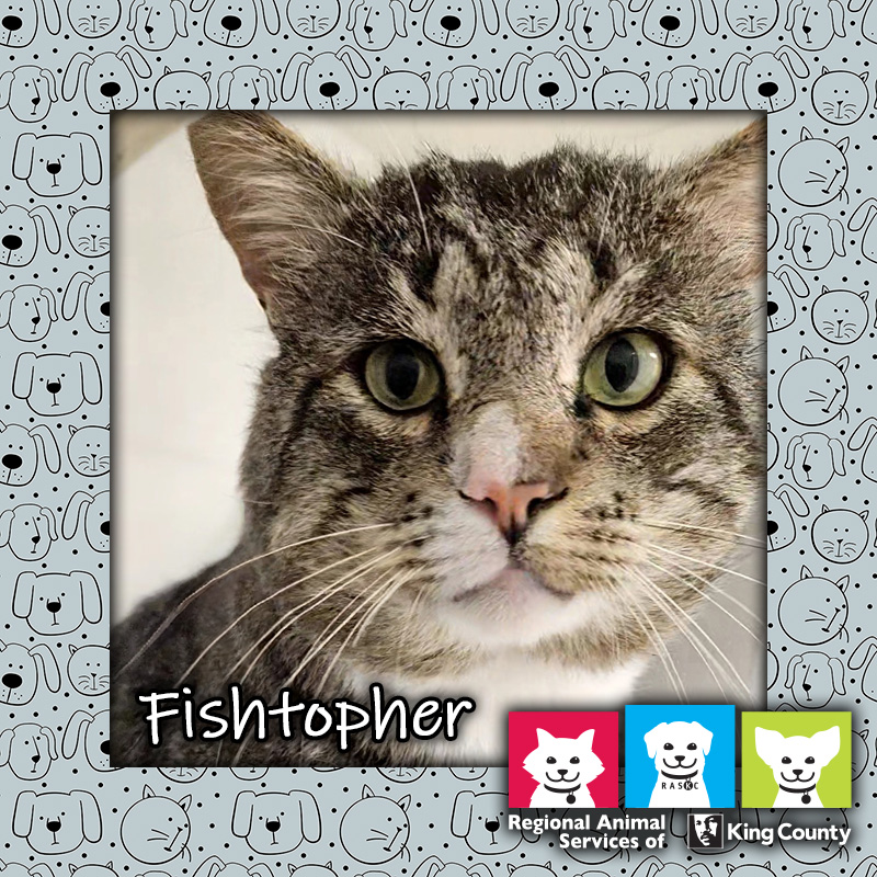 Fishtopher, a brown male tabby cat