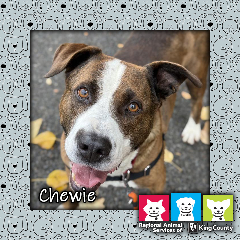 Chewie, a brown male Labrador Retriever mix dog