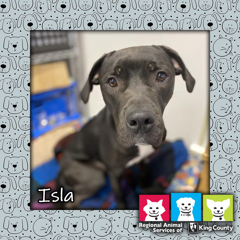 Isla, a black Great Date/pit mix dog with a small patch of white fur on her chest