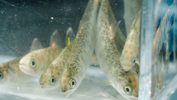 juvenile salmon
