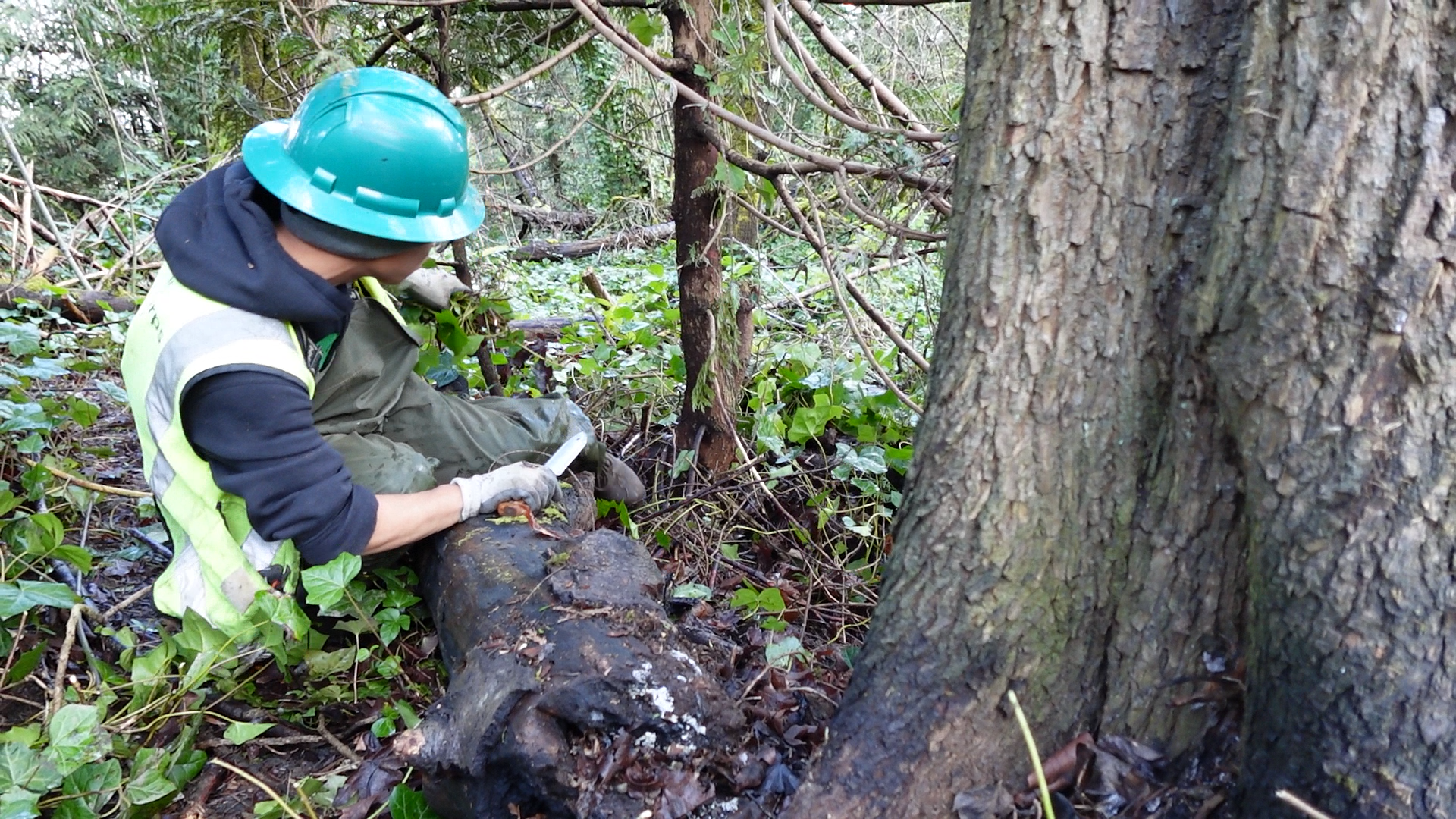 person cutting brush and weeding area