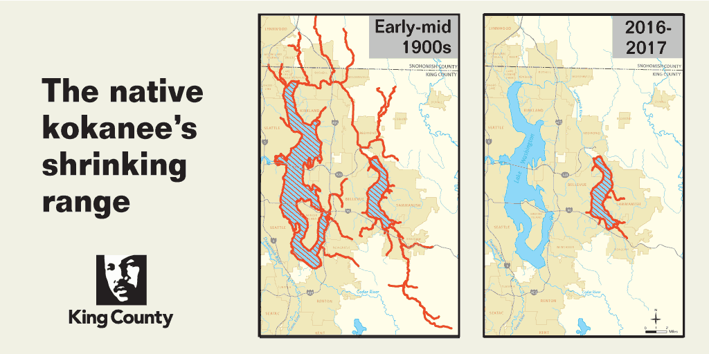 The native kokanee's shrinking range from the early-mid 1900s to 2016-2017.