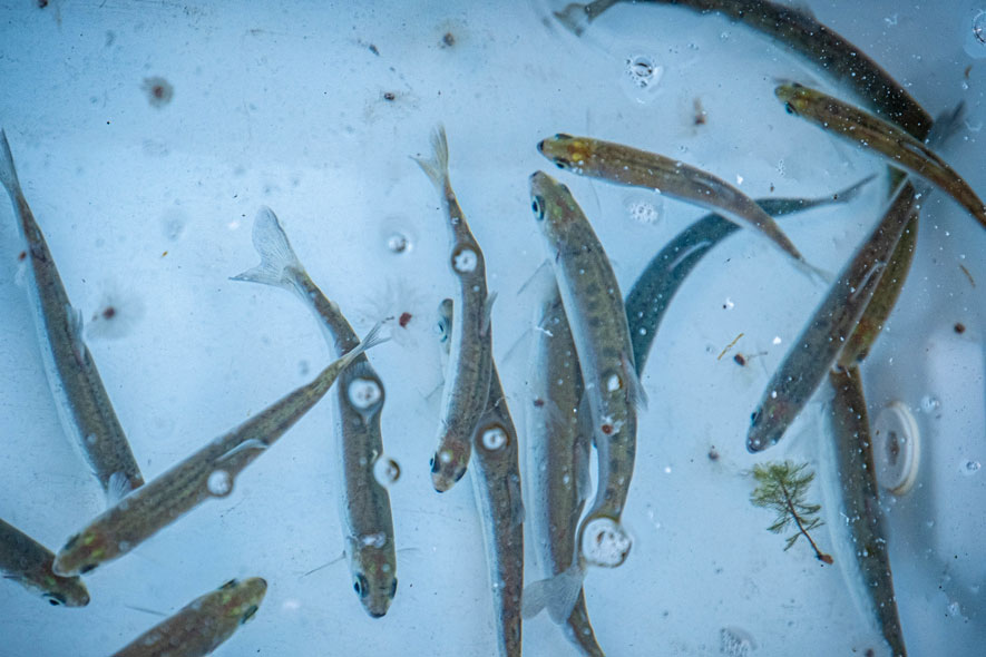 kokanee-at-ceremonial-release