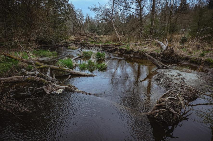 A photograph of a wooded area around Bear Creek.