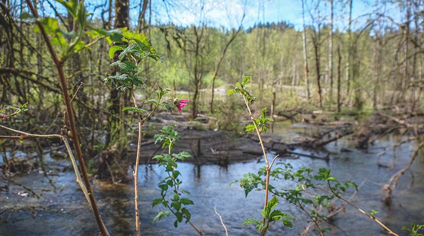 Salmonberry along a Green River side channel