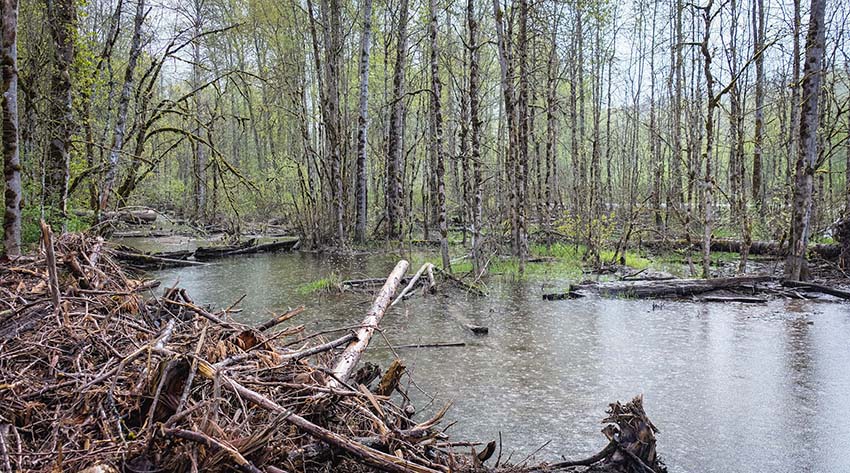 Green River wetland side channel
