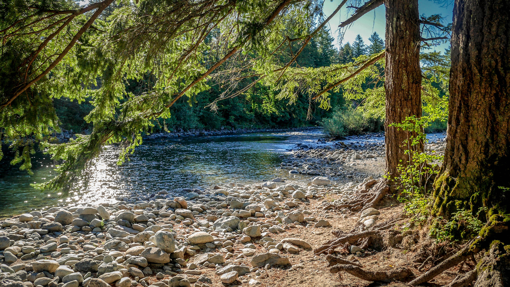 A tree-lined river bank in King County.