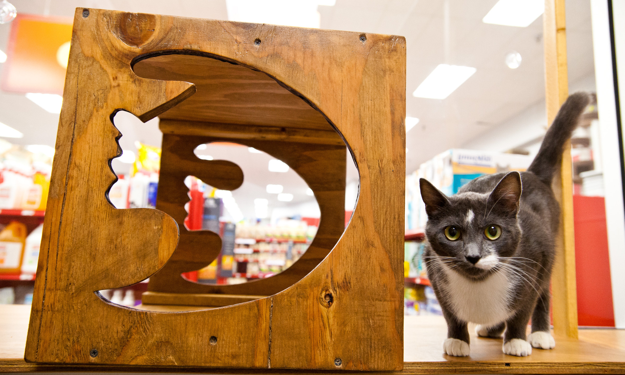 A cat in a newly designed cat colony room.