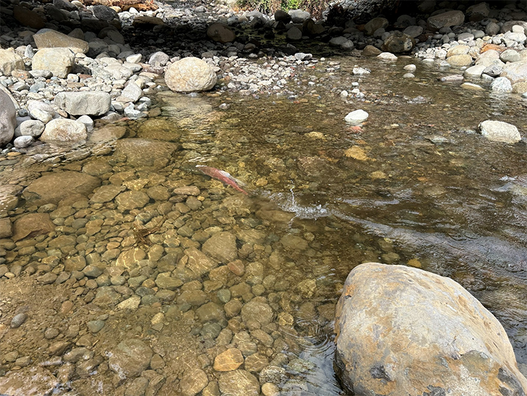 Salmon swimming upstream in shallow creek water