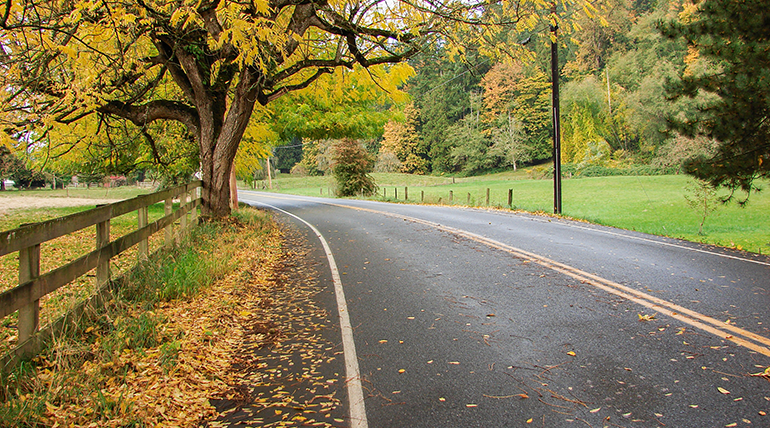 Fence and tree on side of scenic road