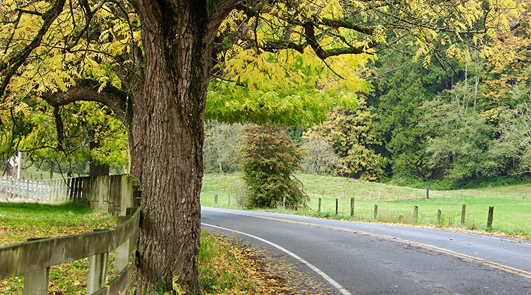 Fence and tree on side of scenic road