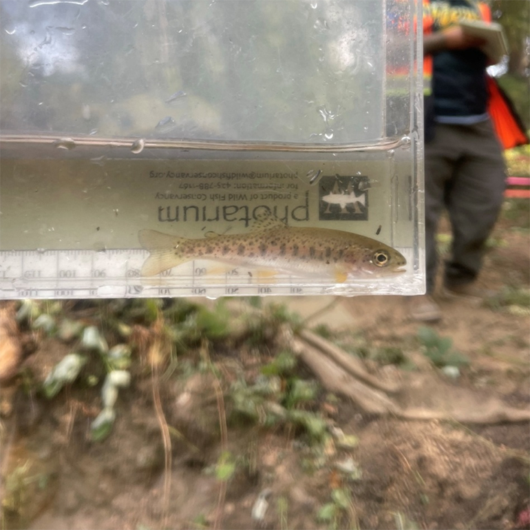 Trout in fish measureing container