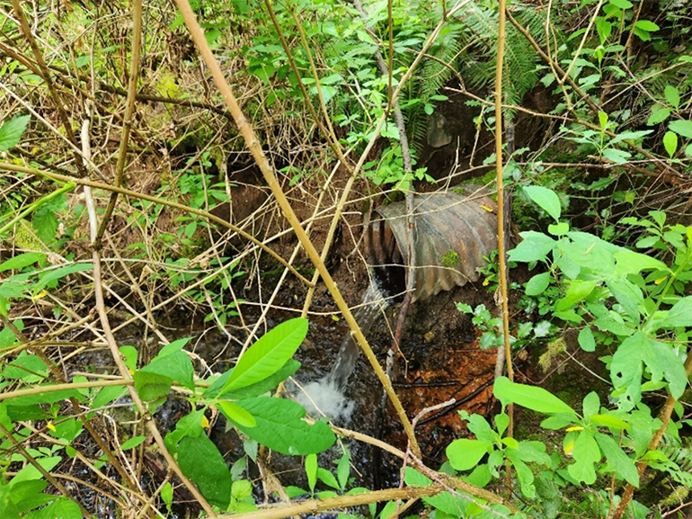 Metal pipe culvert coming out of the ground among plants.