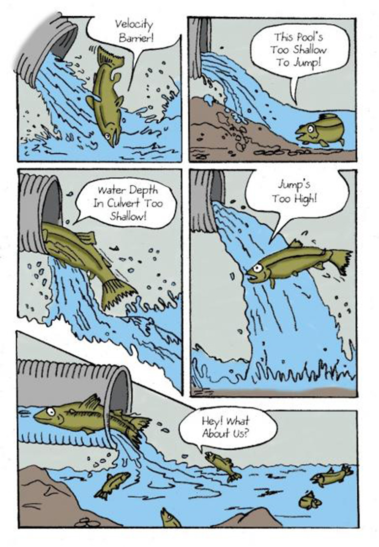 Cartoon graphic showing a fish attempting to pass through difficult culvert conditions.