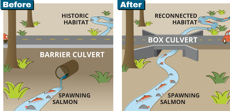 Graphic showing before and after of replacing a barrier culvert with box culvert.