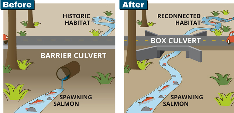 Fish passage before and after culvert replacement graphic.