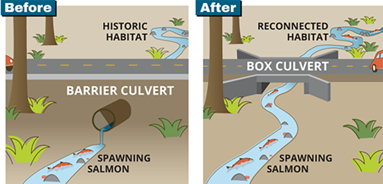 Before and after graphic of barrier culvert converted to a box culvert