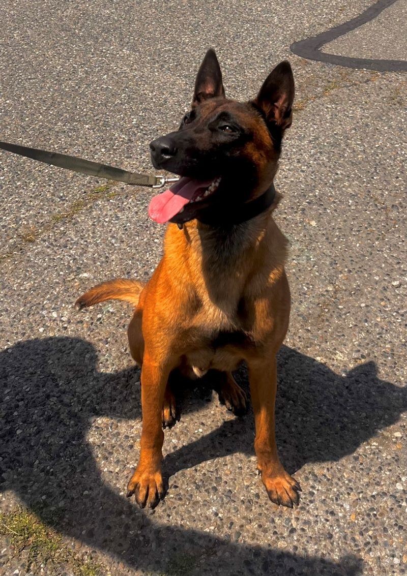 K-9 Arras