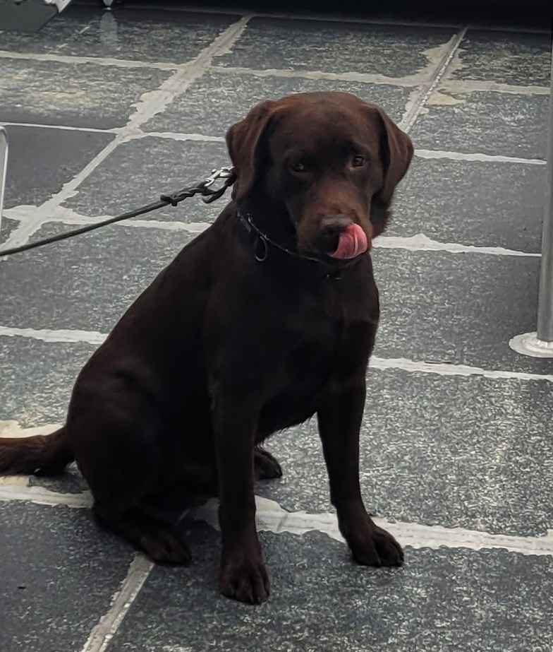 K9 Bohdi