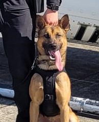 K9 Dingo