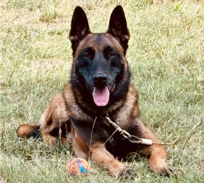 K9 Duke
