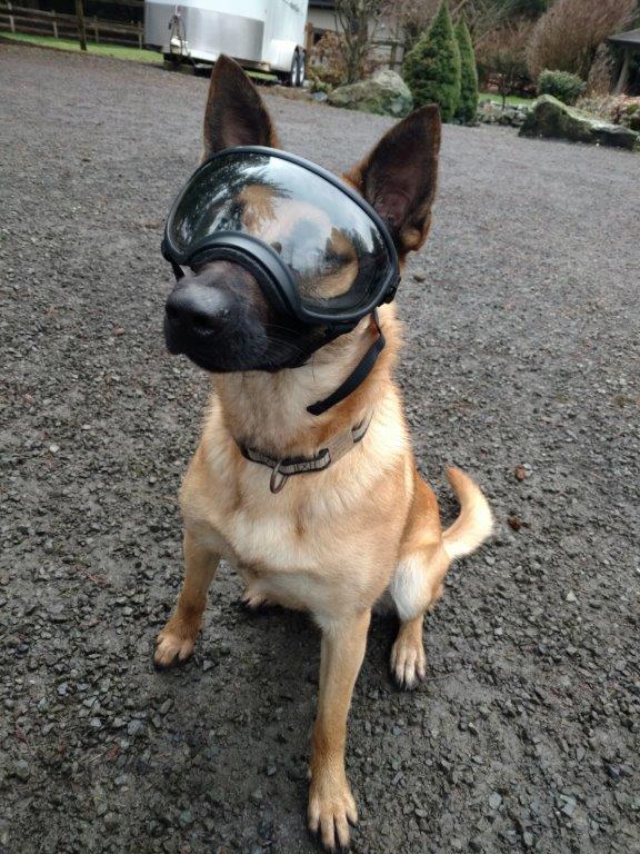 K9 Indy goggles
