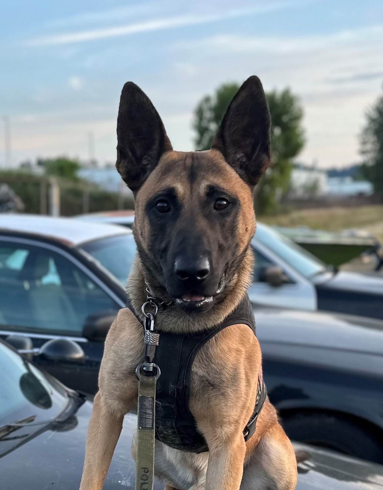 K9 Ivan