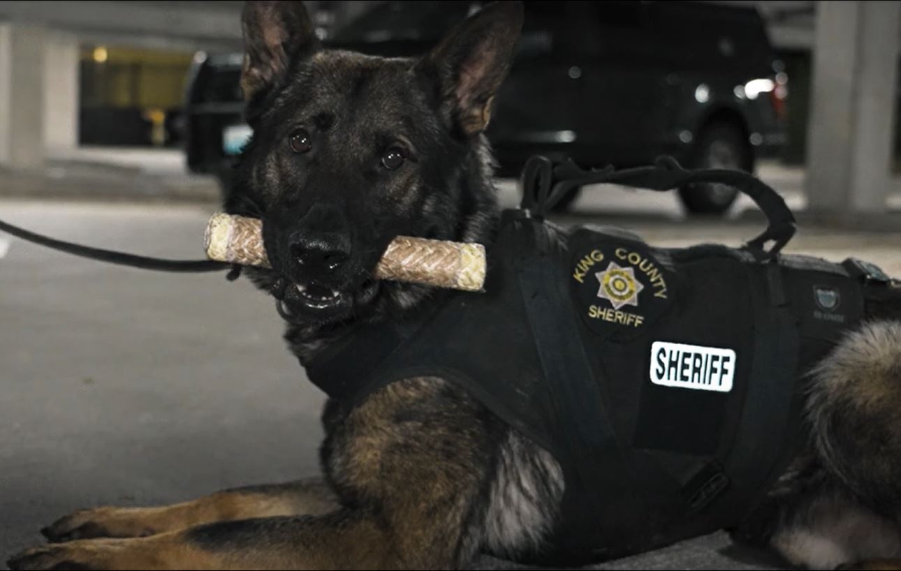 K-9 Beau